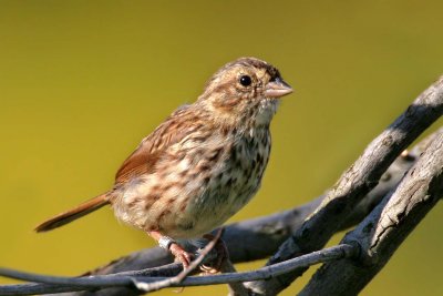 Song Sparrow, hatch year