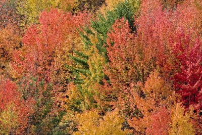 Red maples
