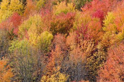 Red maples
