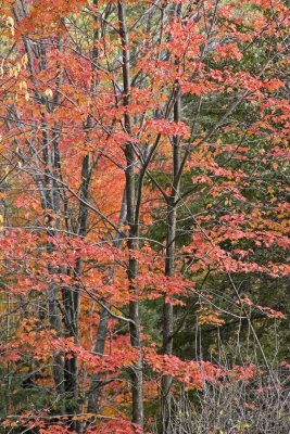 IMG_0772.jpg