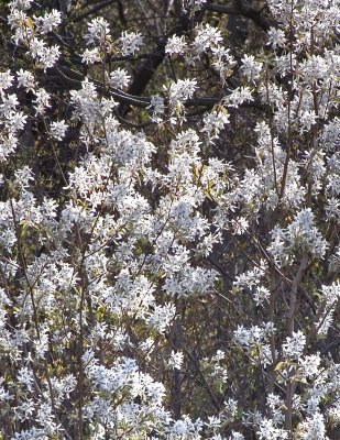 Shadbush (Amelanchier sp.)