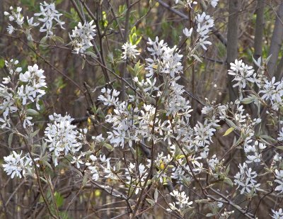 Shadbush (Amelanchier sp.)