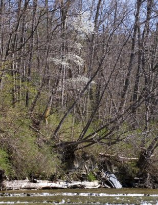 Shadbush (Amelanchier sp.)