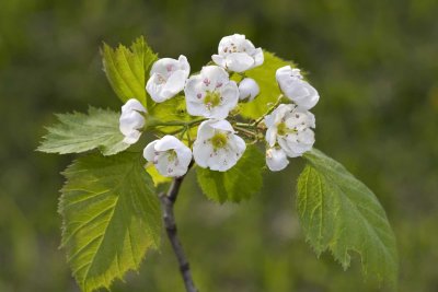 Hawthorn (Crataegus sp.)