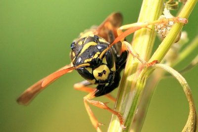 sized_IMG_0065.JPG