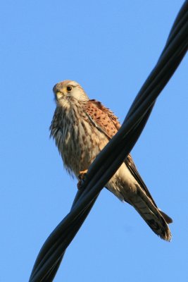 sized_IMG_7449.jpg