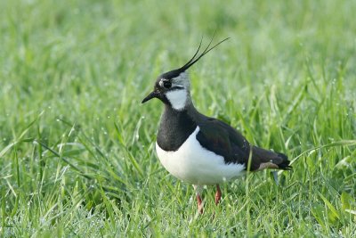 sized_IMG_0816.jpg