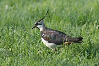 sized_IMG_0839.jpg