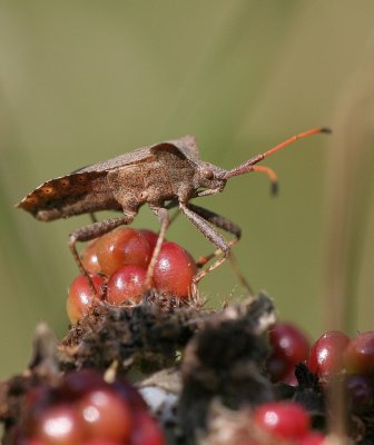 zuringrandwants, Coreus marginatus.JPG