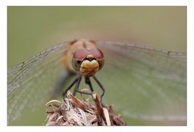 sized-IMG_4349_.JPG