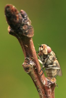 sized_IMG_6250.JPG