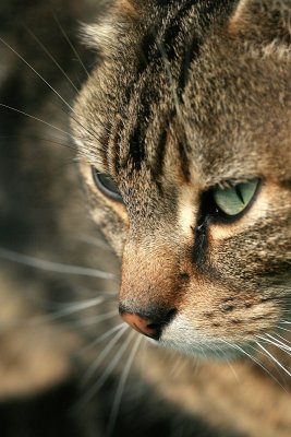 sized_IMG_6964.JPG