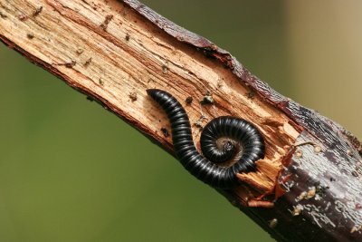 sized_IMG_7365.JPG