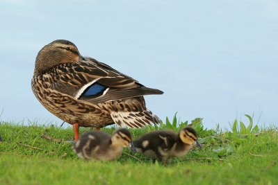 sized_IMG_7688.JPG