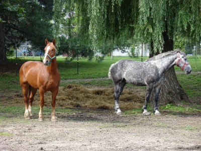 DSC01460.JPG