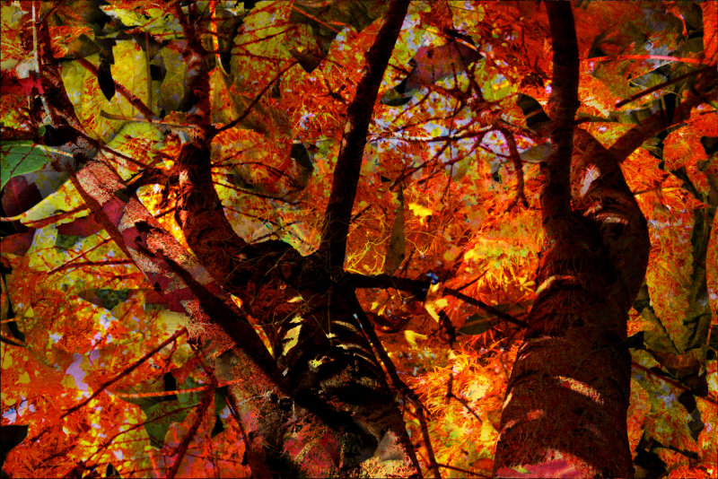 autumn collage
