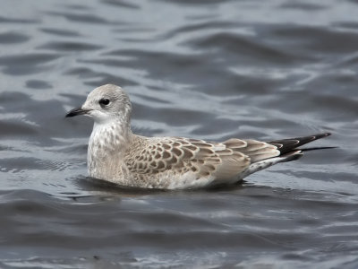 Common Gull