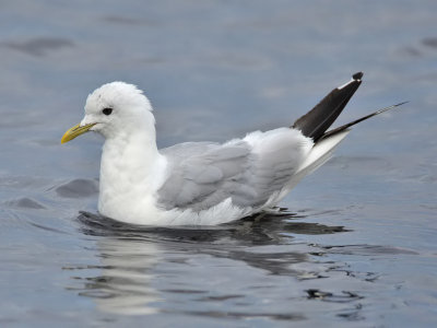 Common Gull