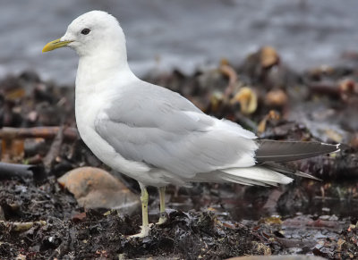 Common Gull