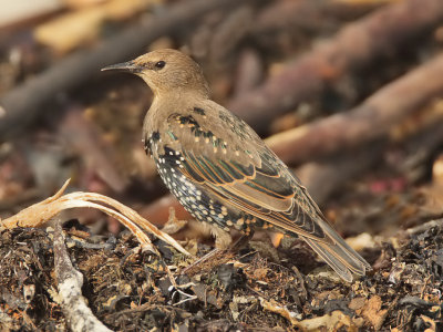 Starling