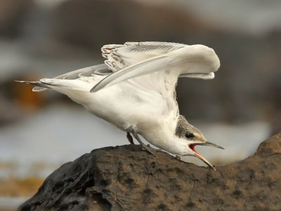 Sandwich Tern (juvenile)