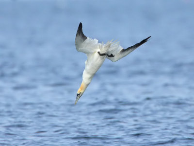 Gannet
