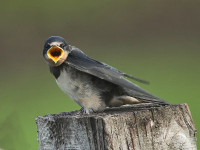Swallow (juvenile)