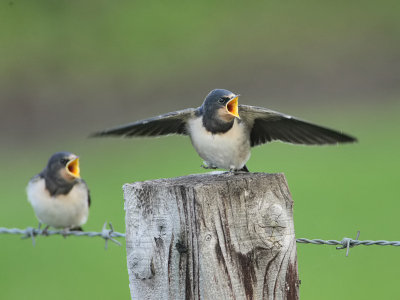 Swallows (juvenile)