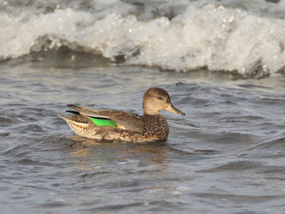 Teal (juvenile)