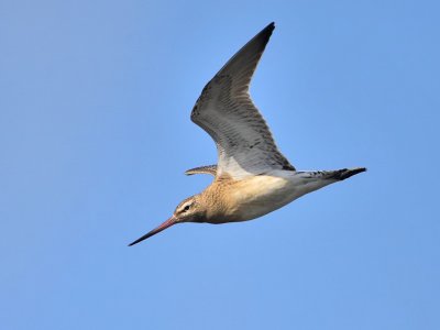 Bar-tailed Godwit