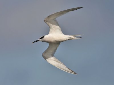 Sandwich Tern (winter plumage)