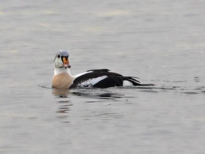 King  Eider drake (2w)