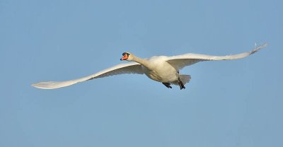 Mute Swan