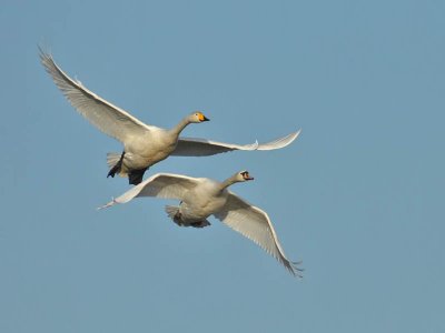 Whooper (l) and Mute Swan adults