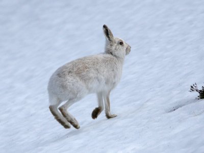 Mountain Hare