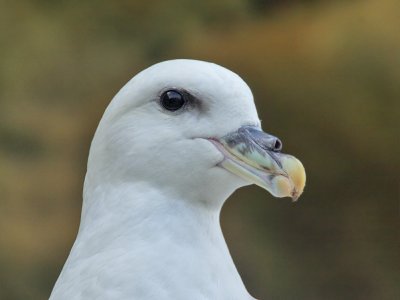 Fulmar