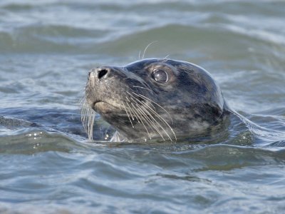 Common Seal