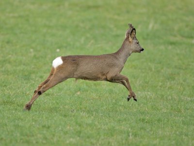 Roe deer (young buck still in velvet)