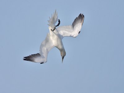 Gannet