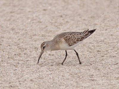 Curlew Sandpiper (juvenile)