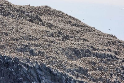 Gannets Bass Rock