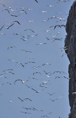Gannets Bass Rock