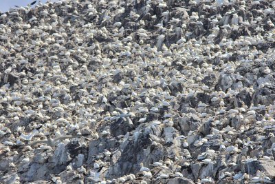 Gannets Bass Rock