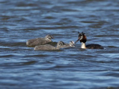 Great Crested Grebe with young