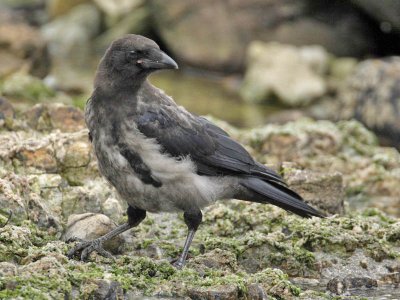  Hooded x Carrion Crow  hybrid (juvenile)