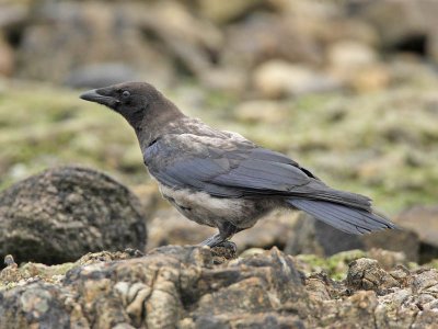 Hooded x Carrion Crow  hybrid (juvenile)