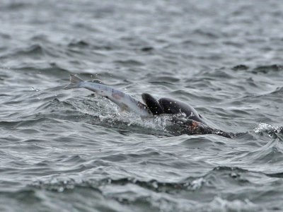 Bottlenose Dolphin