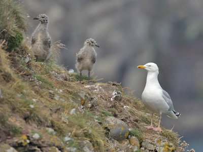 Herring Gull adult with two young