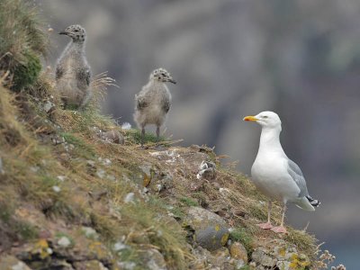 Herring Gull