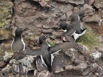 Razorbills